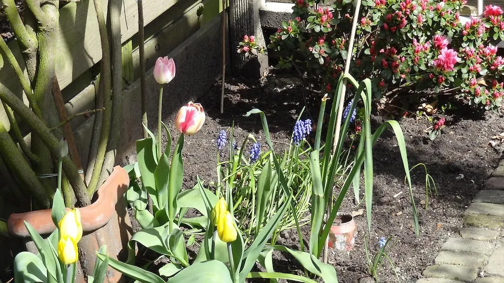 Bed&Breakfast De Noordeling Amsterdam 0*,  Netherlands